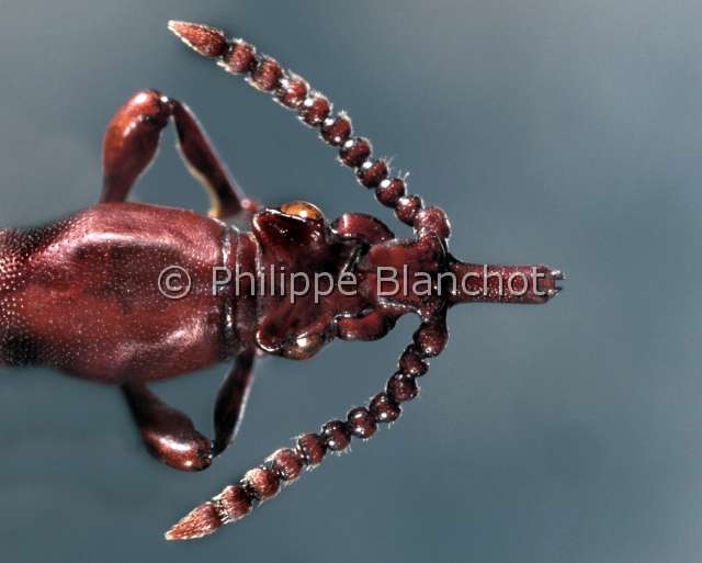 Amorphocephalus coronatus.JPG - Amorphocephalus coronatus (Portrait) ColeopteraBrentidePrimitive weevilColeopteraBrentidaeEspagne